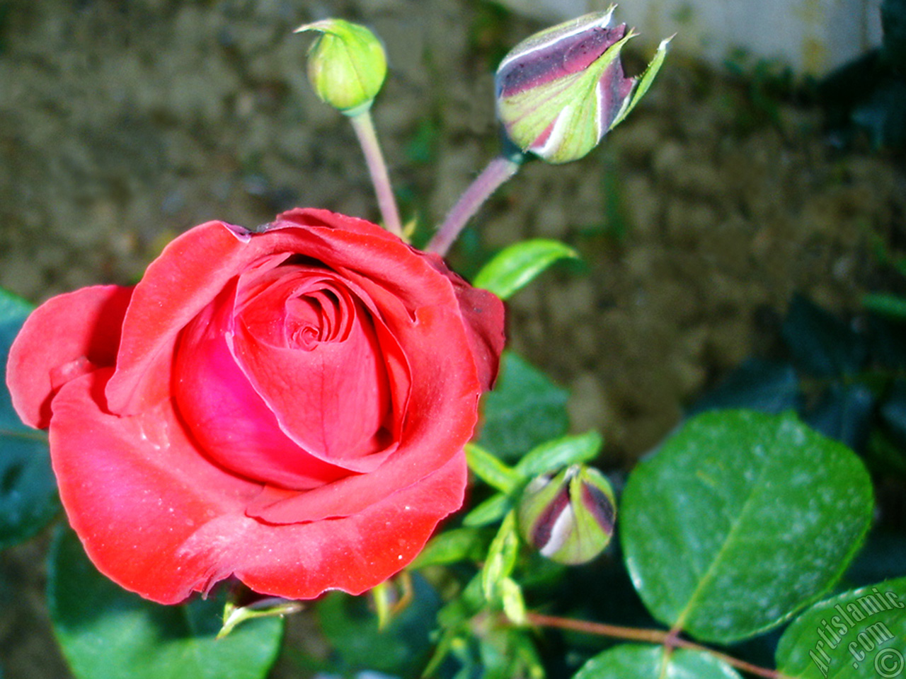 Red rose photo.
