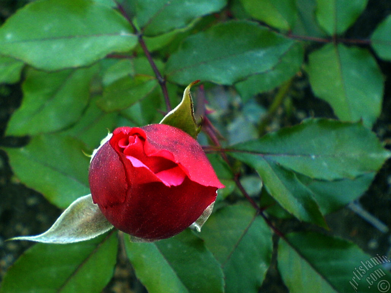 Red rose photo.
