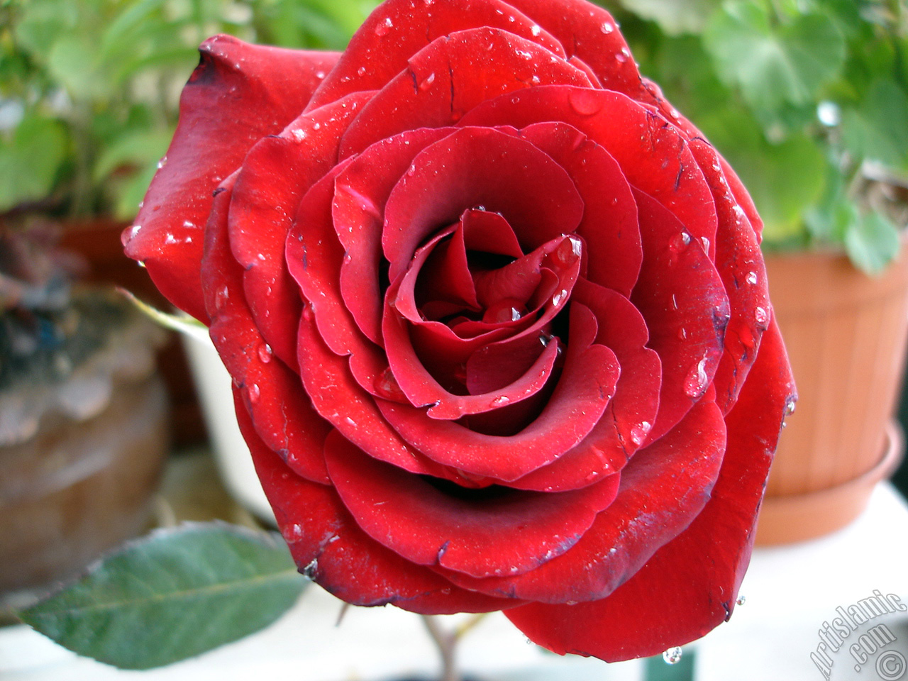 Red rose photo.
