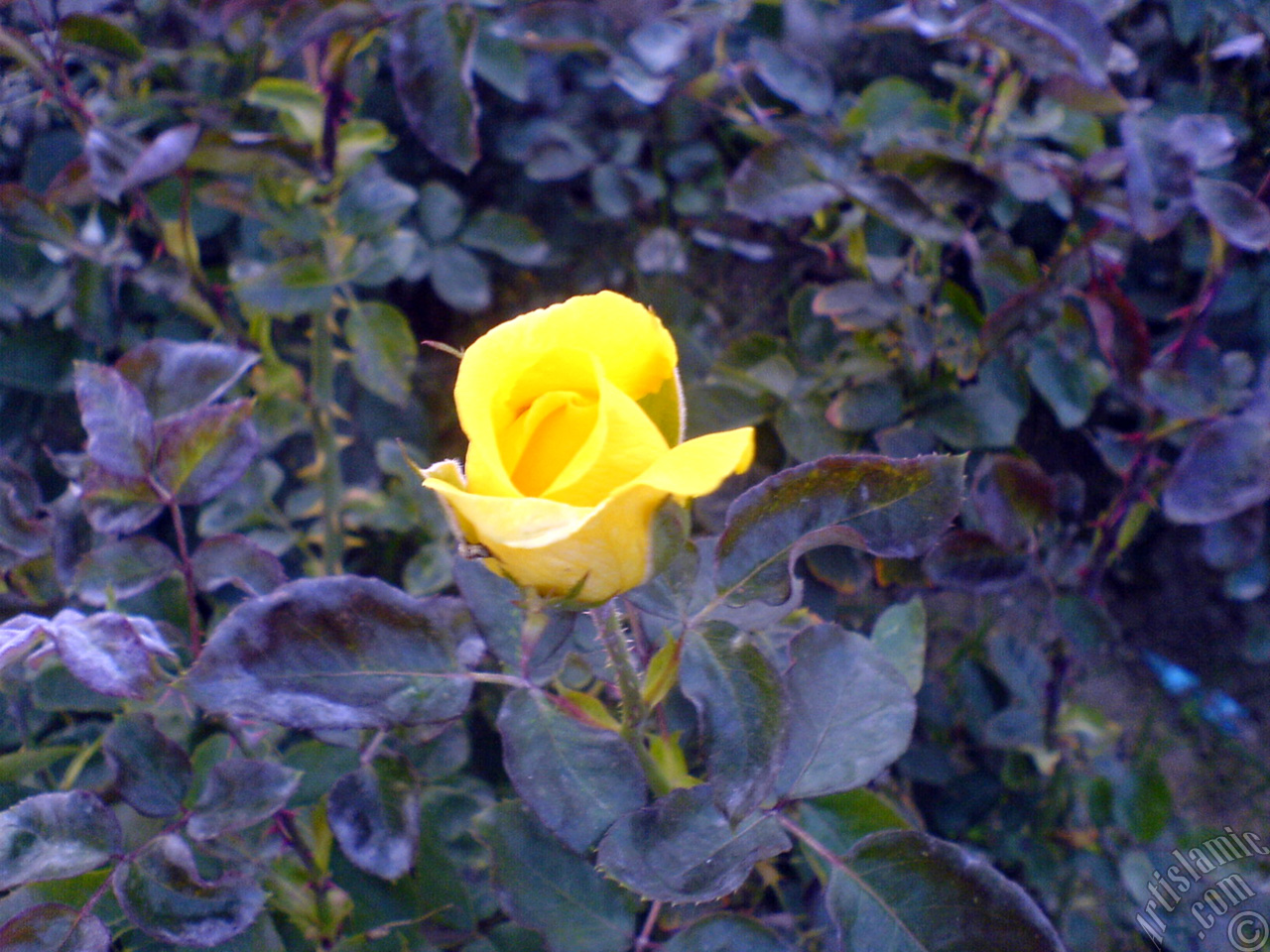 Yellow rose photo.
