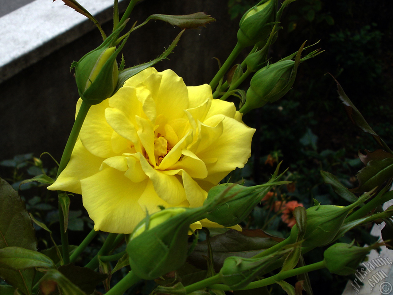 Yellow rose photo.
