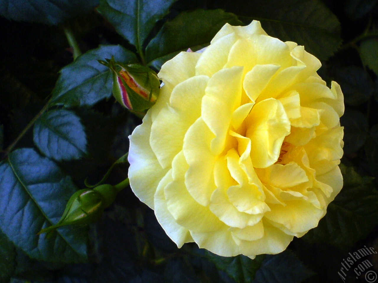 Yellow rose photo.
