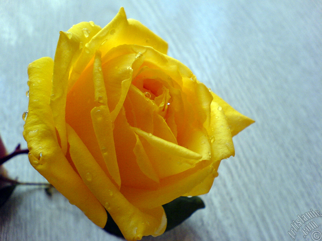 Yellow rose photo.
