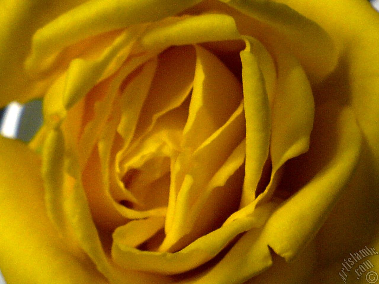 Yellow rose photo.
