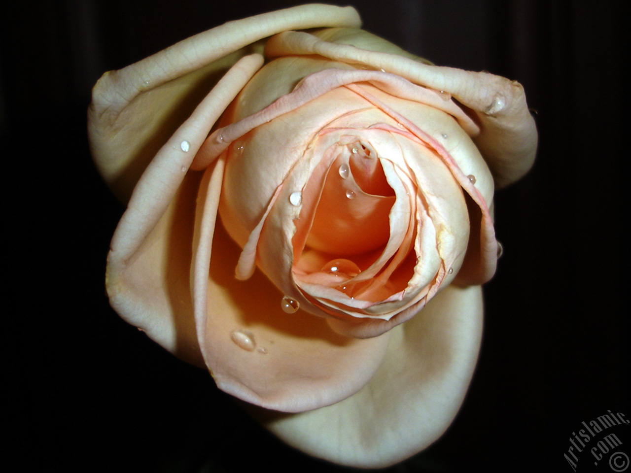 Salmon Color rose photo.
