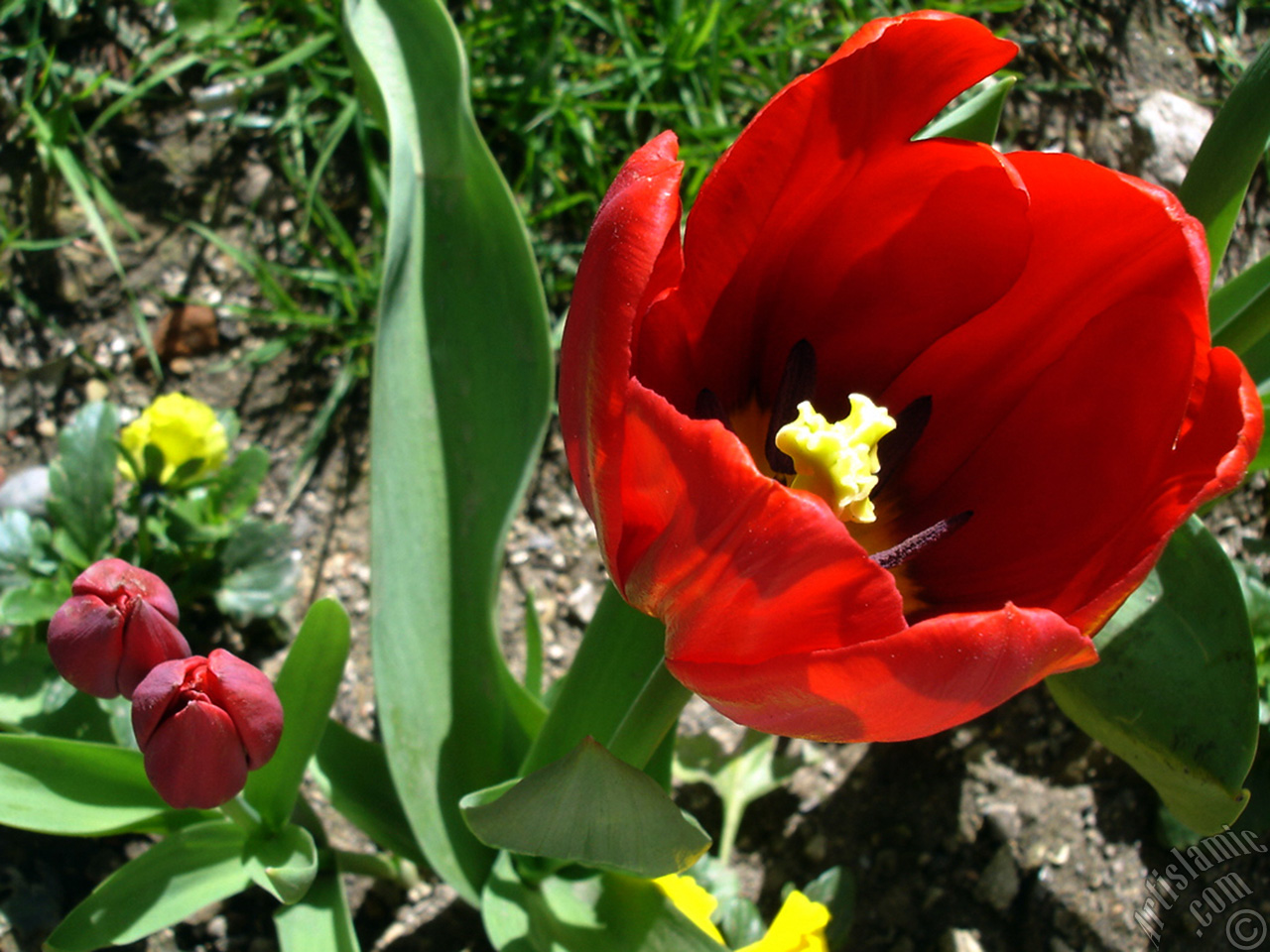 Red Turkish-Ottoman Tulip photo.
