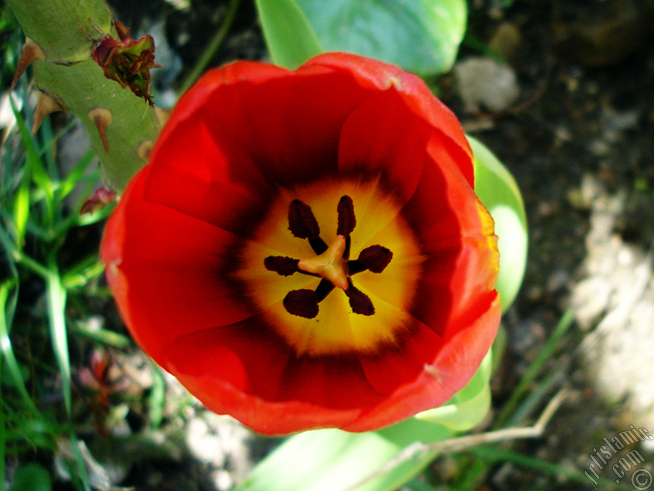 Red Turkish-Ottoman Tulip photo.
