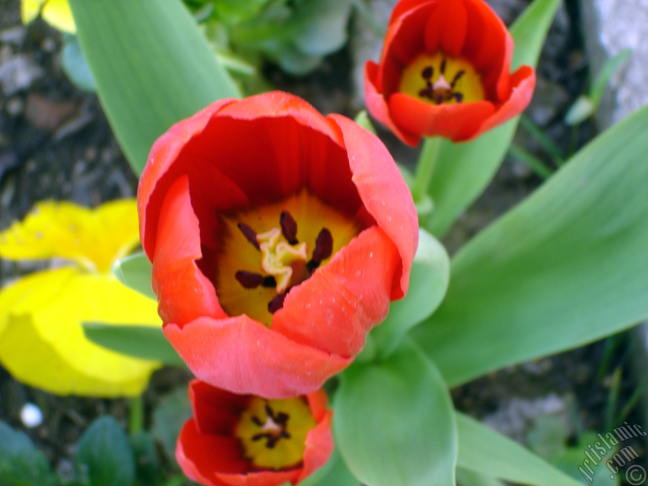 Red Turkish-Ottoman Tulip photo.
