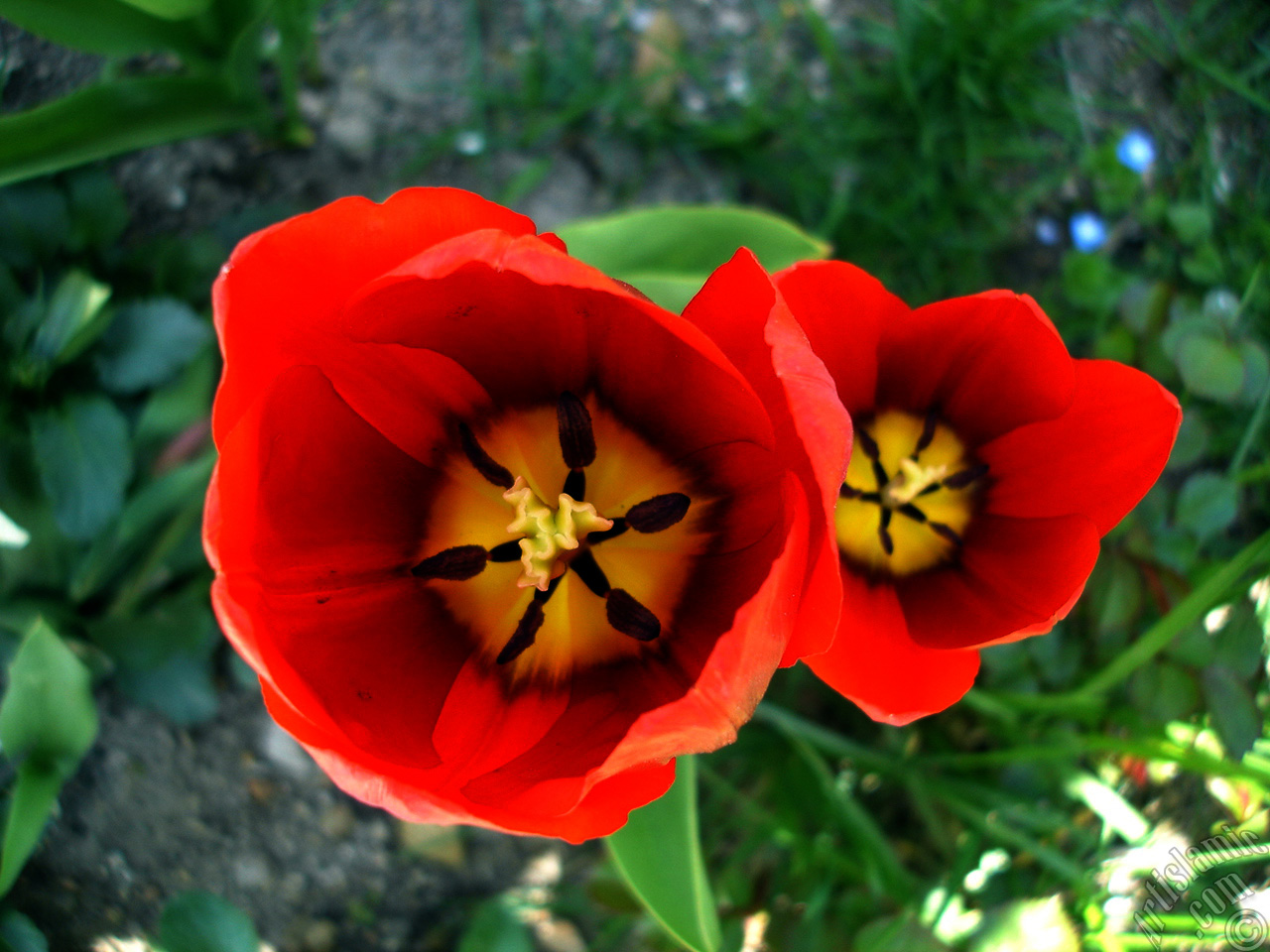 Red Turkish-Ottoman Tulip photo.
