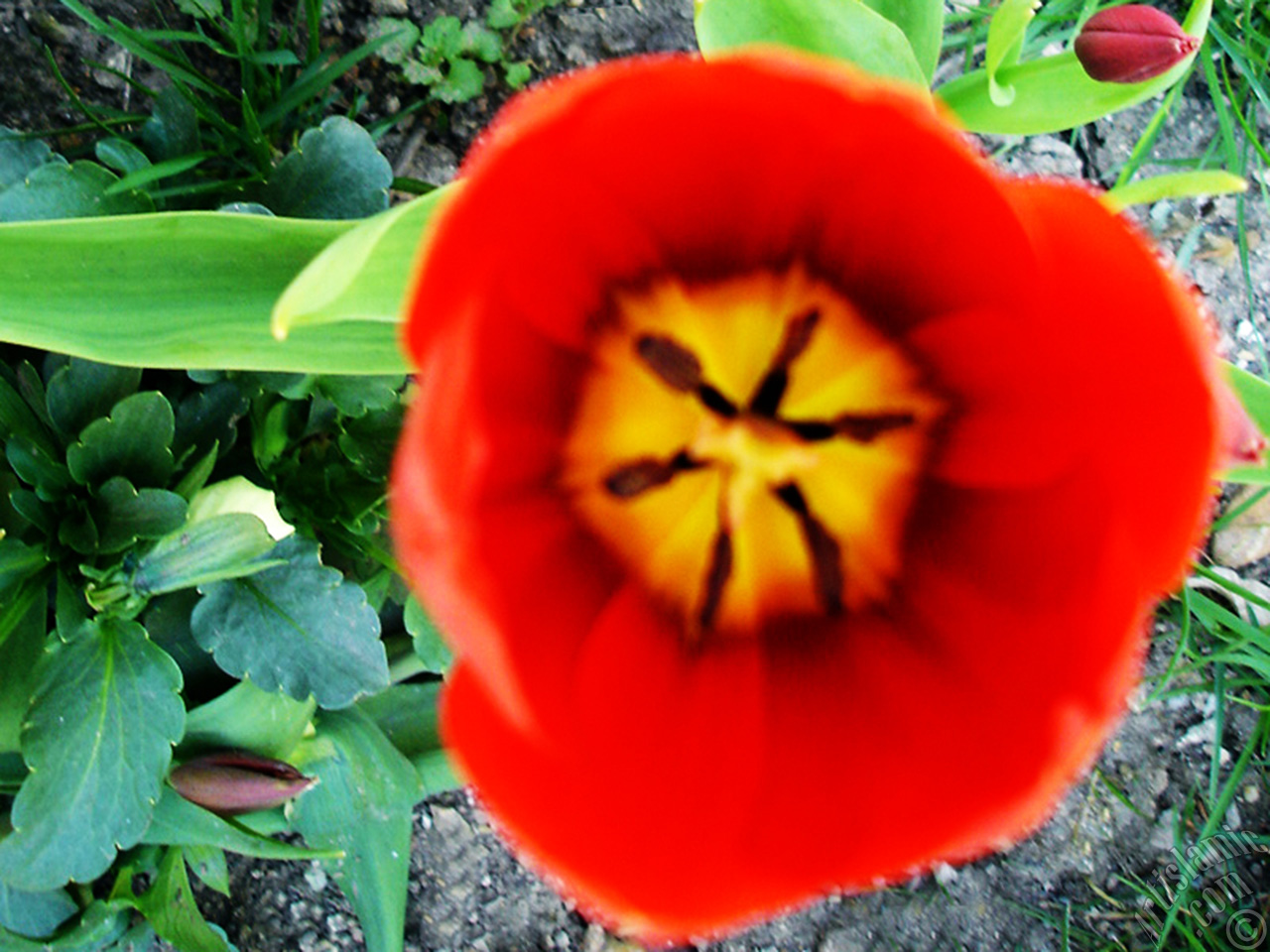 Red Turkish-Ottoman Tulip photo.
