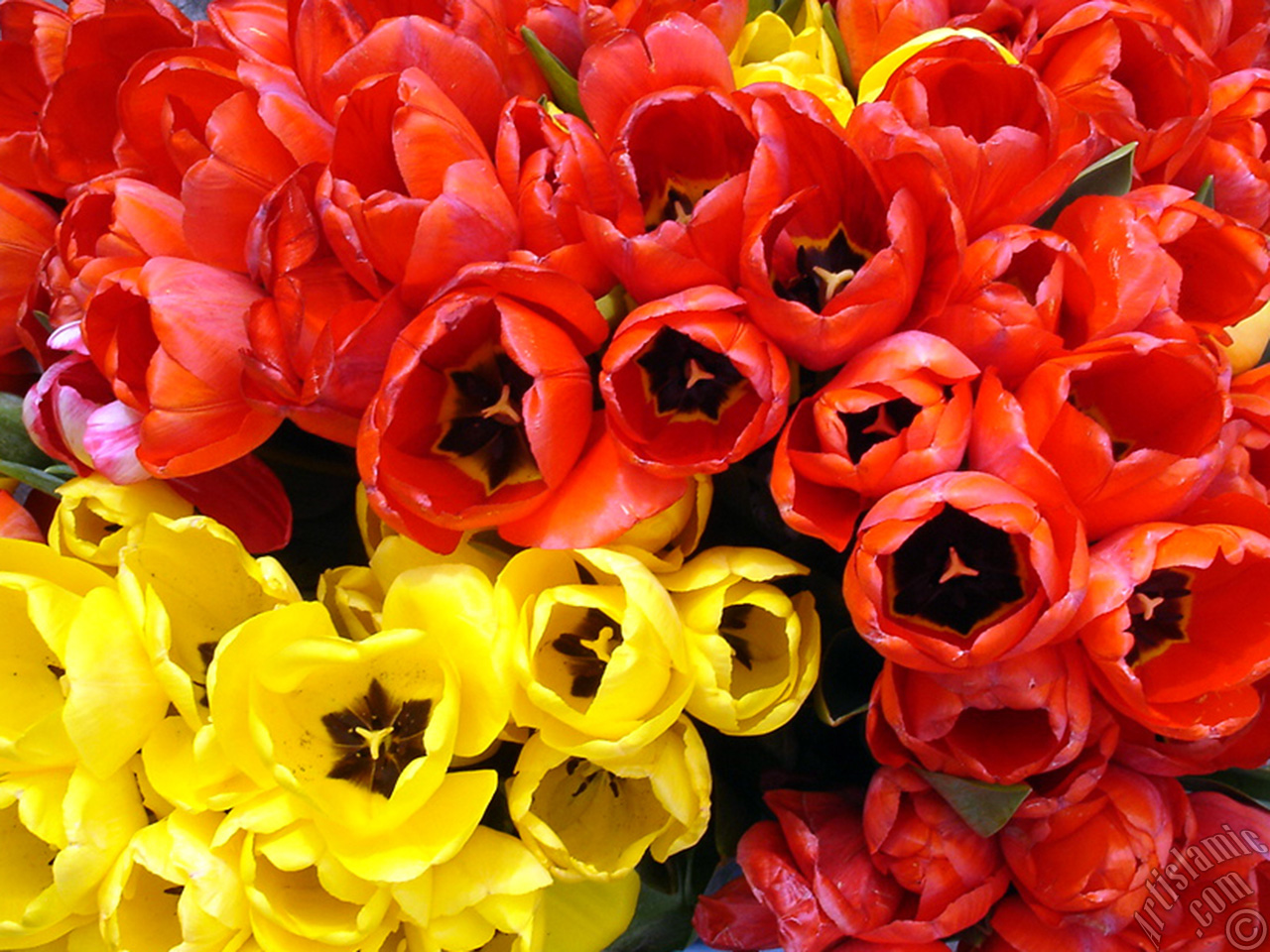 Red-yellow color Turkish-Ottoman Tulip photo.
