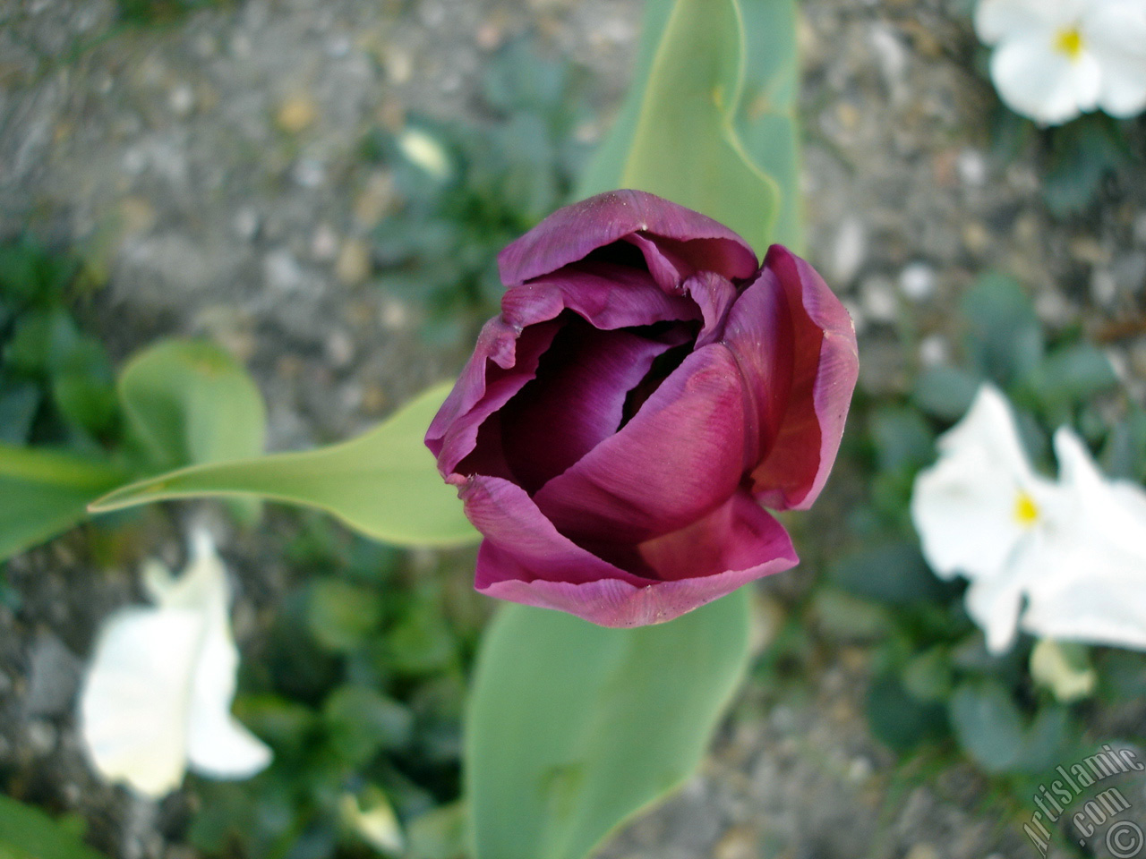 Purple color Turkish-Ottoman Tulip photo.
