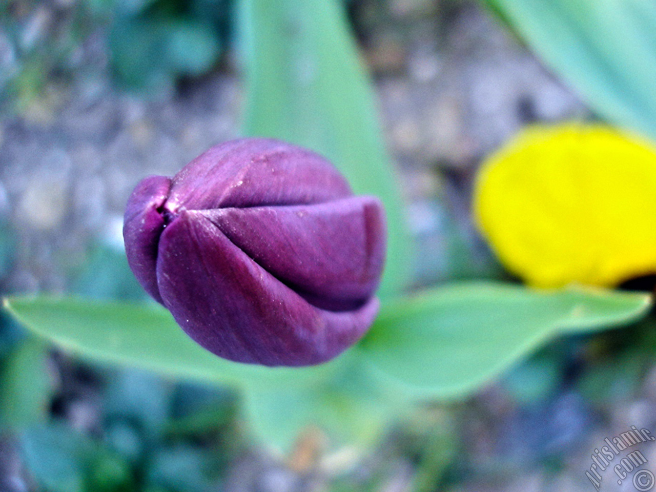 Purple color Turkish-Ottoman Tulip photo.
