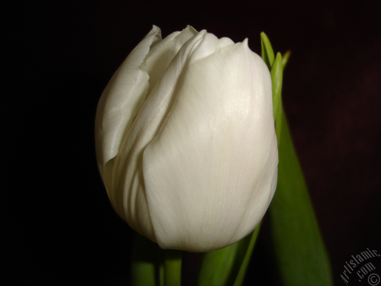 White color Turkish-Ottoman Tulip photo.
