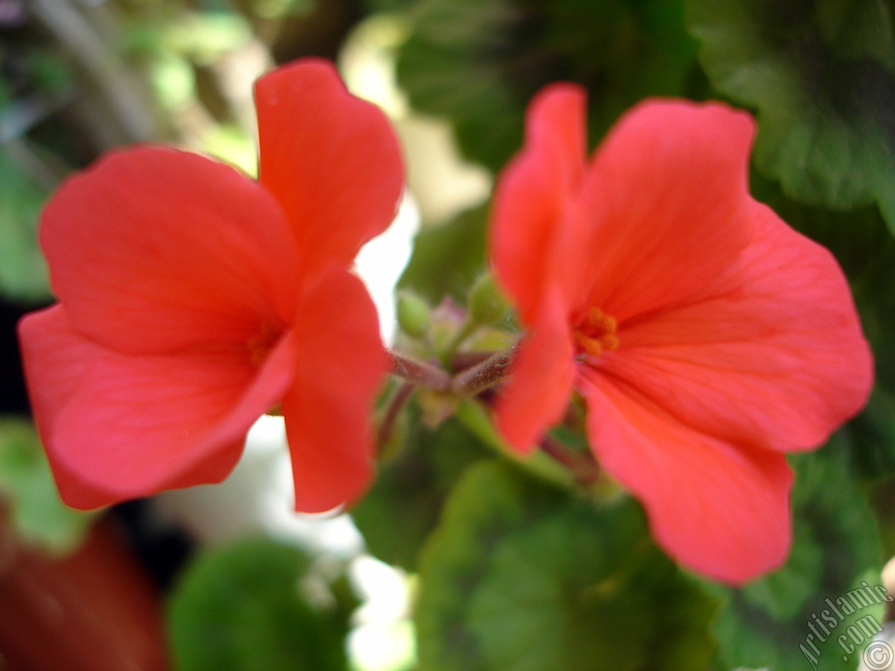 Red Colored Pelargonia -Geranium- flower.
