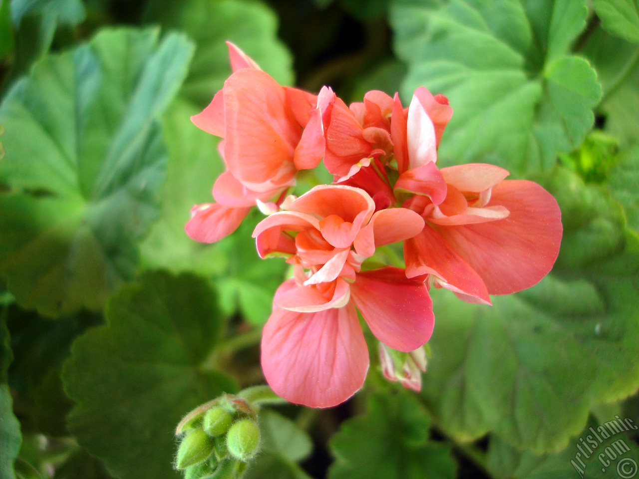 Red Colored Pelargonia -Geranium- flower.
