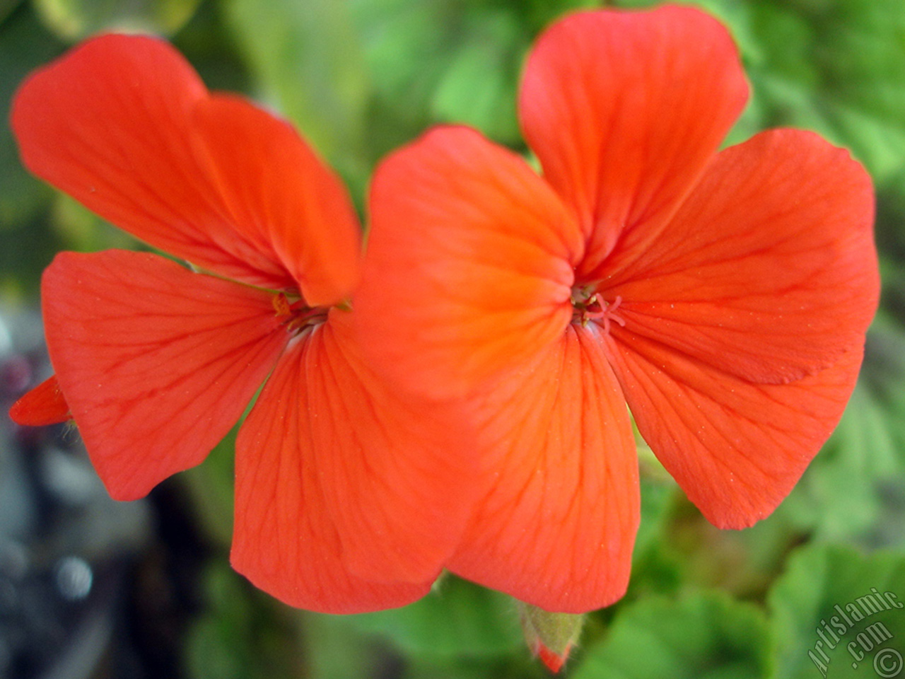 Red Colored Pelargonia -Geranium- flower.
