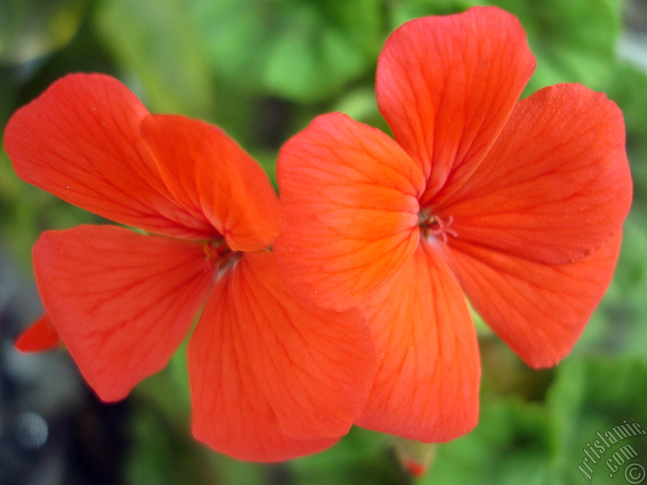 Red Colored Pelargonia -Geranium- flower.
