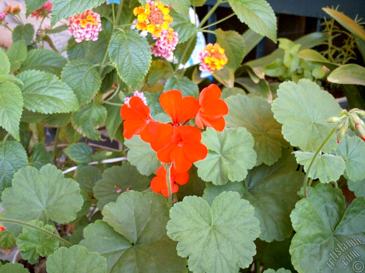 Red Colored Pelargonia -Geranium- flower.
