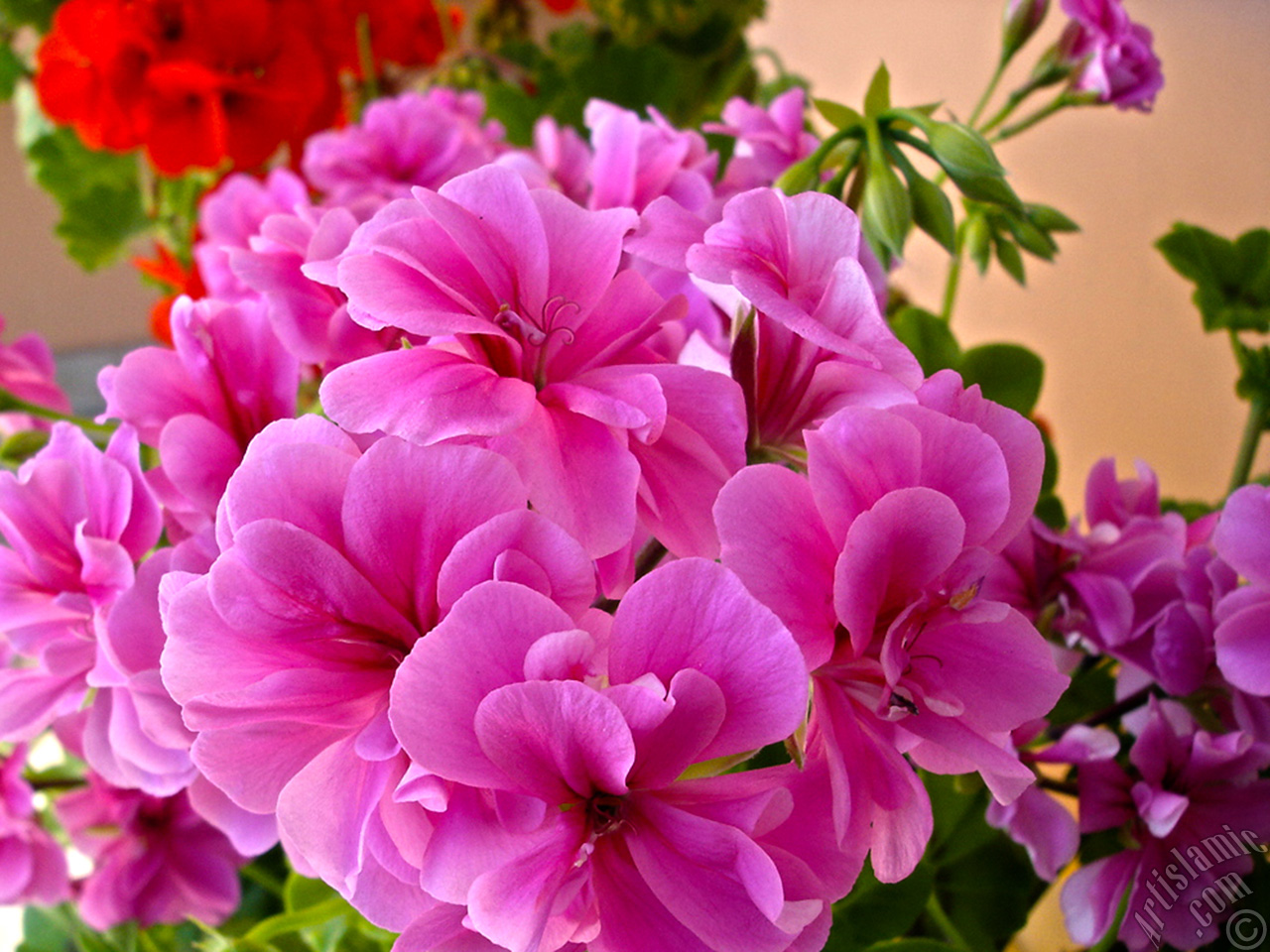 Pink Colored Pelargonia -Geranium- flower.
