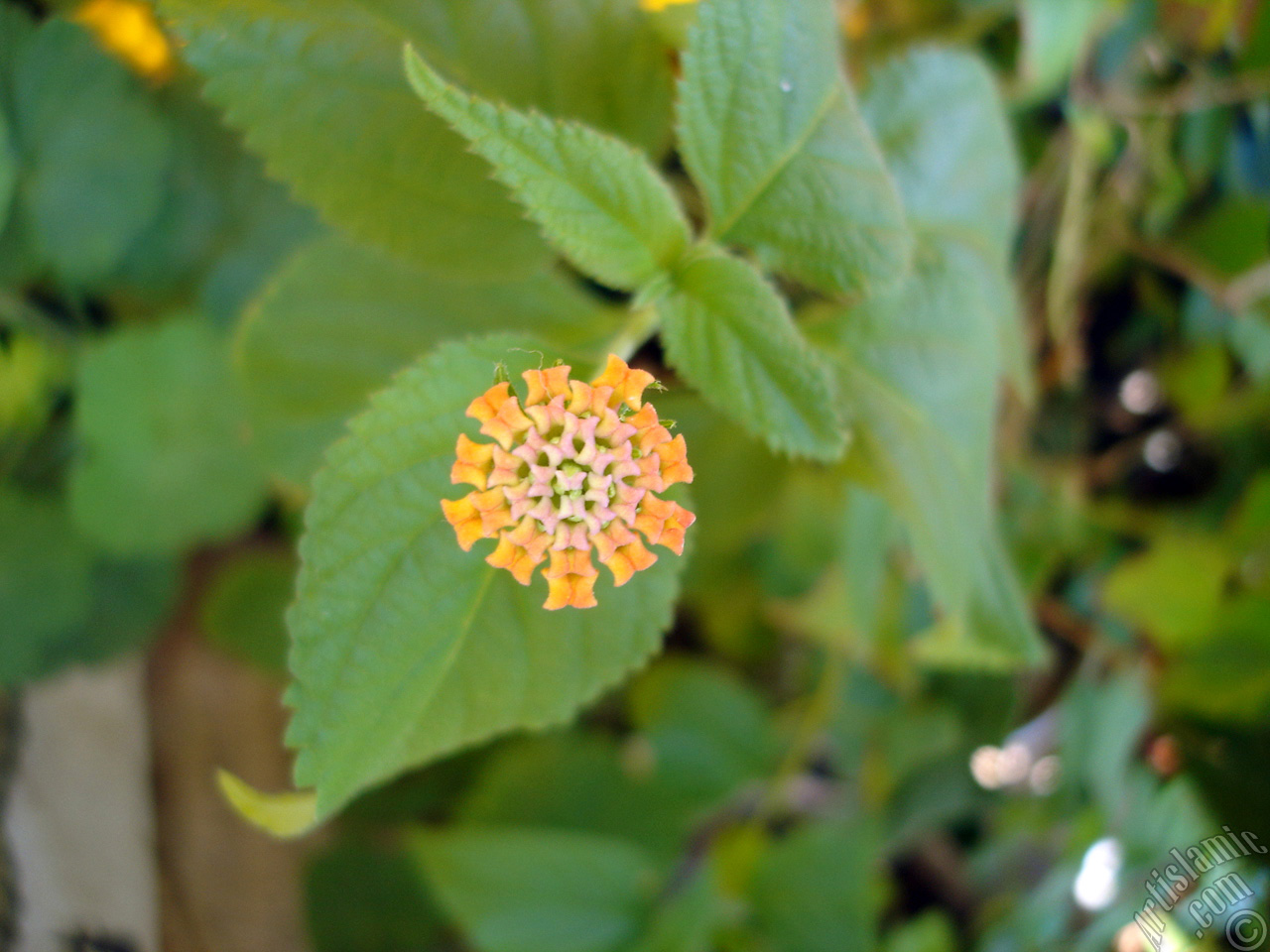 Lantana camara -bush lantana- flower.
