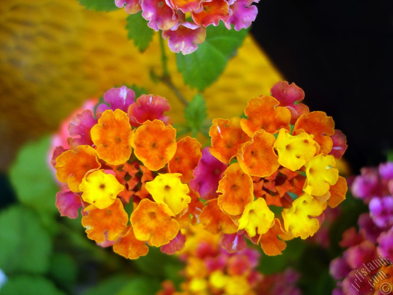 Lantana camara -bush lantana- flower.
