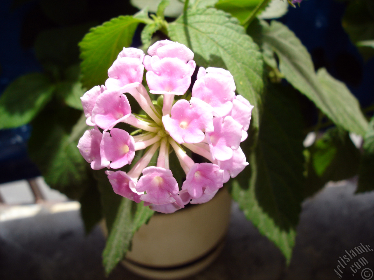 Lantana camara -bush lantana- flower.
