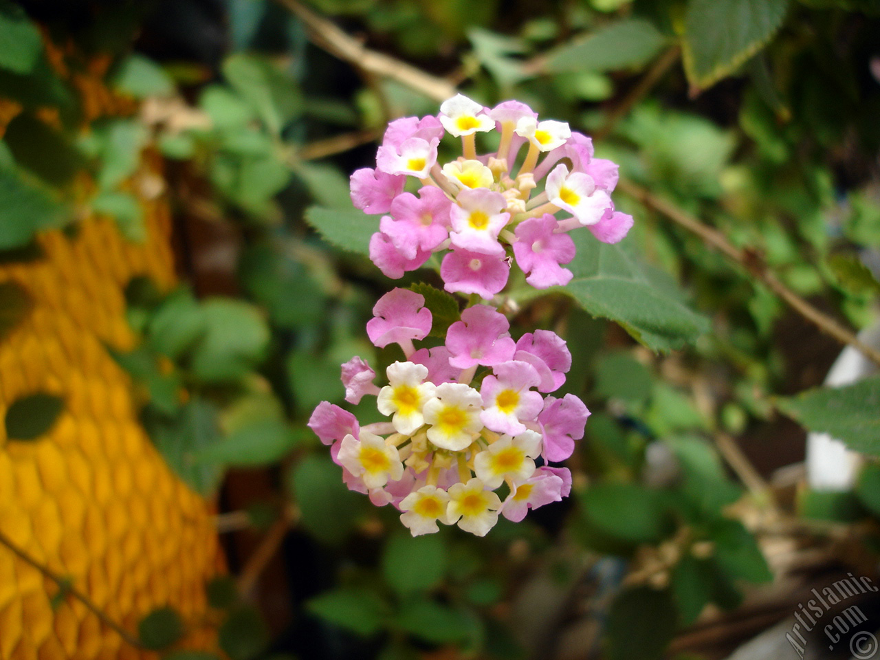 Lantana camara -bush lantana- flower.
