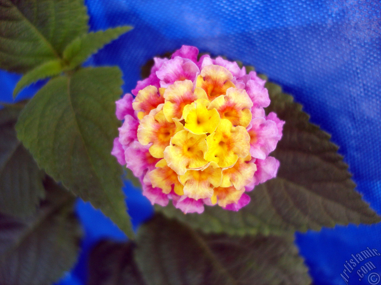 Lantana camara -bush lantana- flower.
