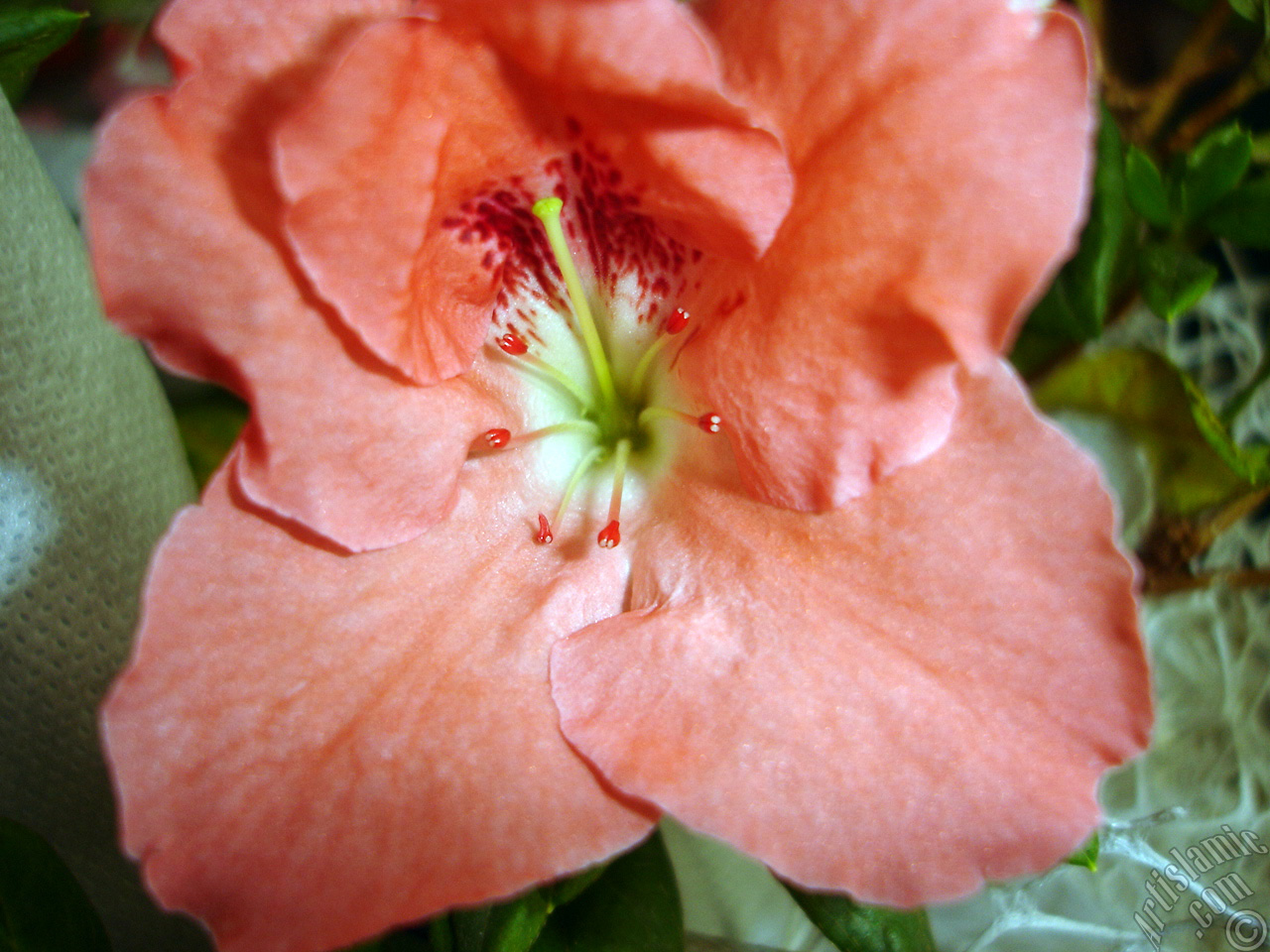 Pink color Azalea -Rhododendron- flower.
