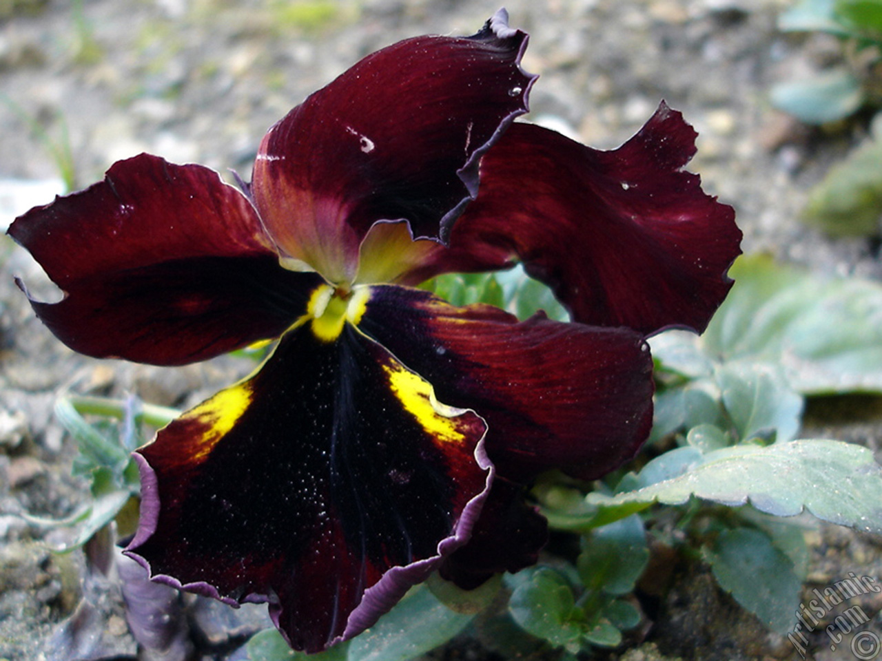 Brown color Viola Tricolor -Heartsease, Pansy, Multicoloured Violet, Johnny Jump Up- flower.
