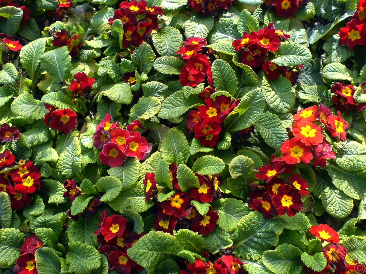 A primrose flower photo.
