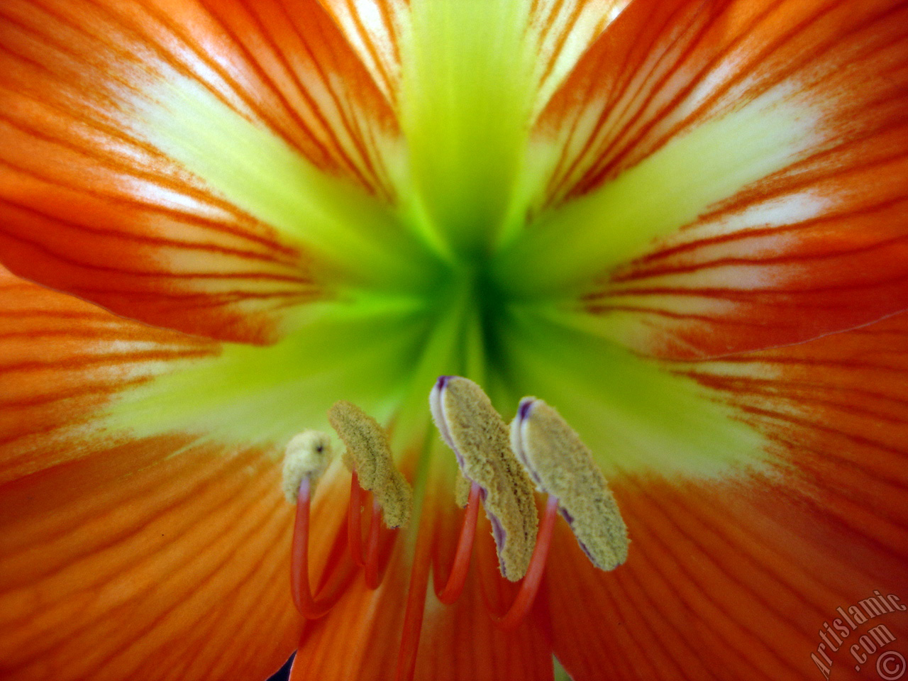 Red color amaryllis flower.
