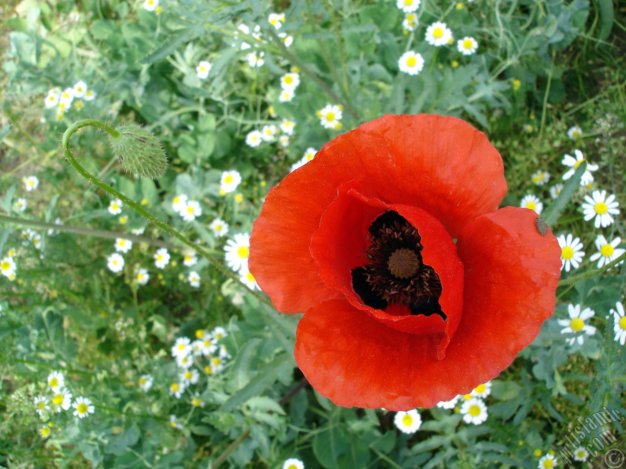 Red poppy flower.
