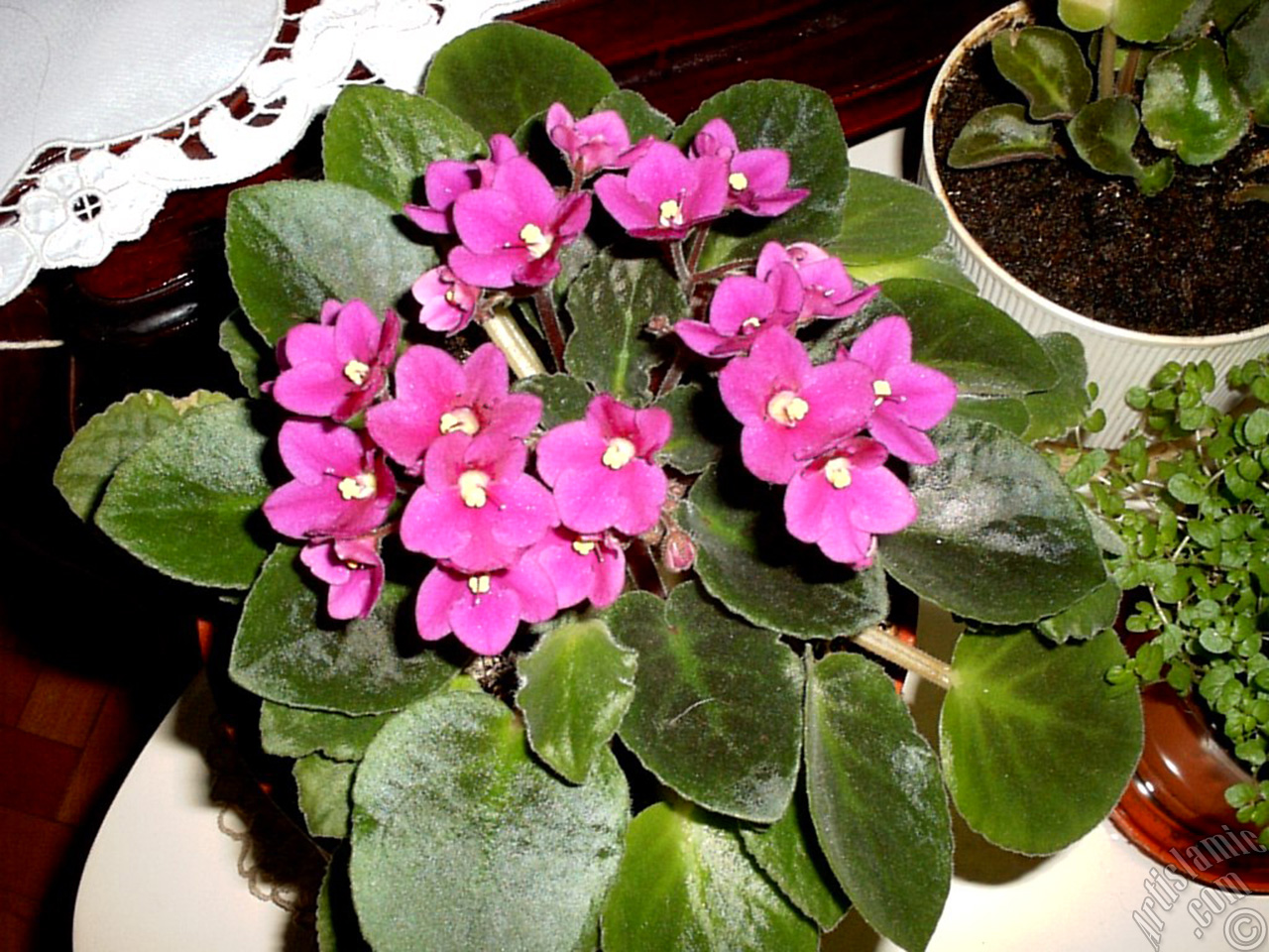 Pink color African violet.
