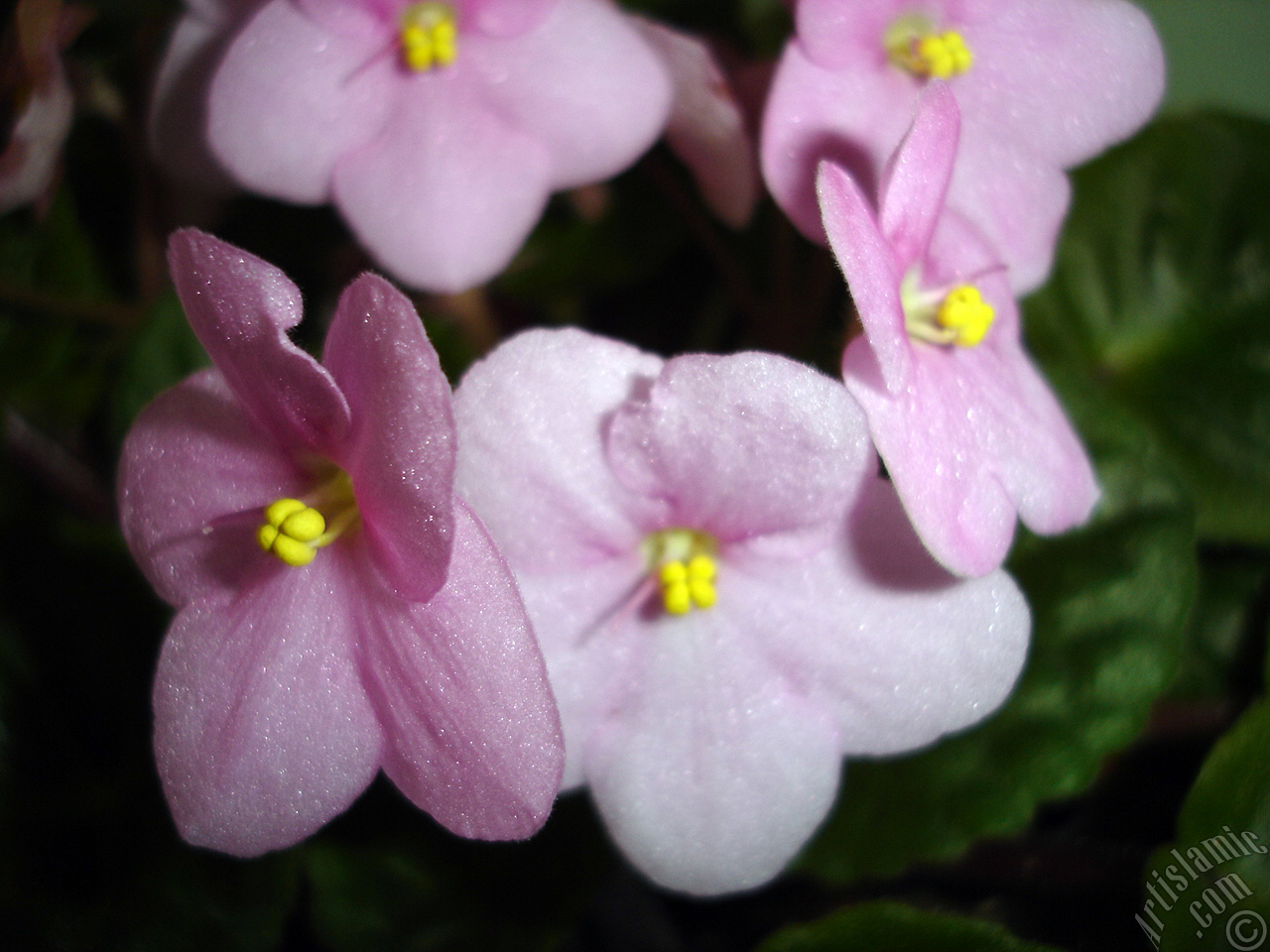 Pink color African violet.
