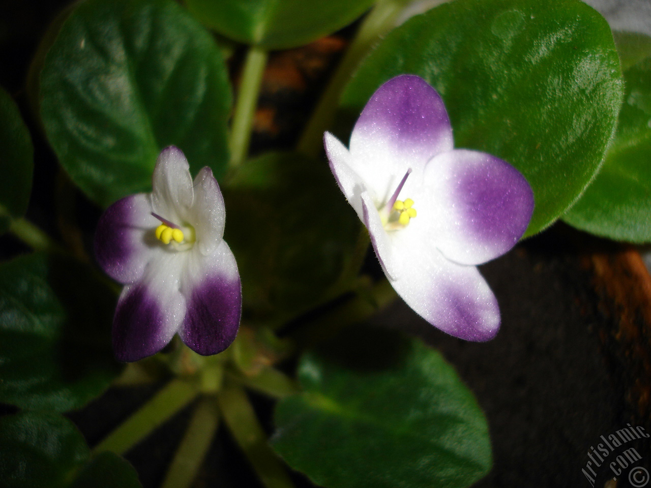 Purple and white color African violet.
