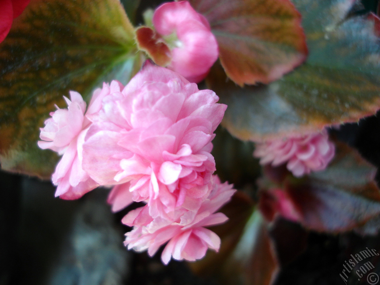 Wax Begonia -Bedding Begonia- with pink flowers and brown leaves.
