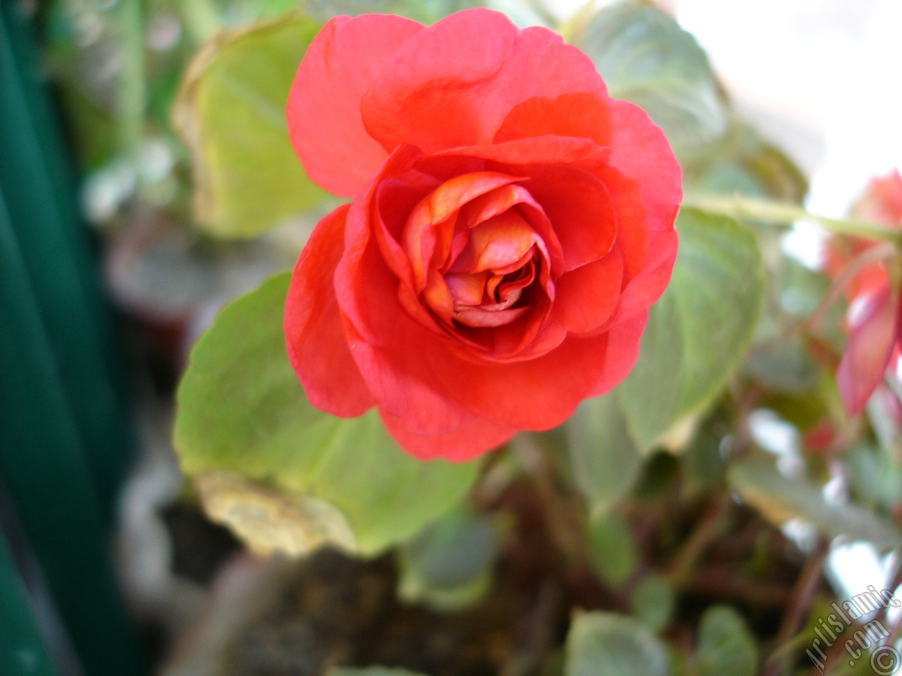 Red color Begonia Elatior flower.
