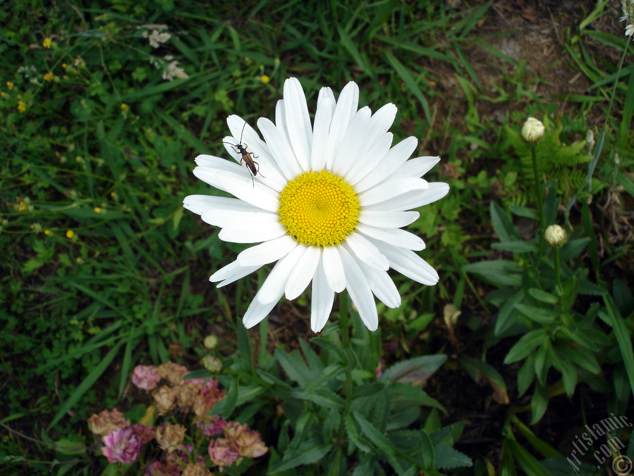 Field Daisy -Ox Eye, Love-Me-Love-Me-Not, Marguerite, Moon Daisy- flower.
