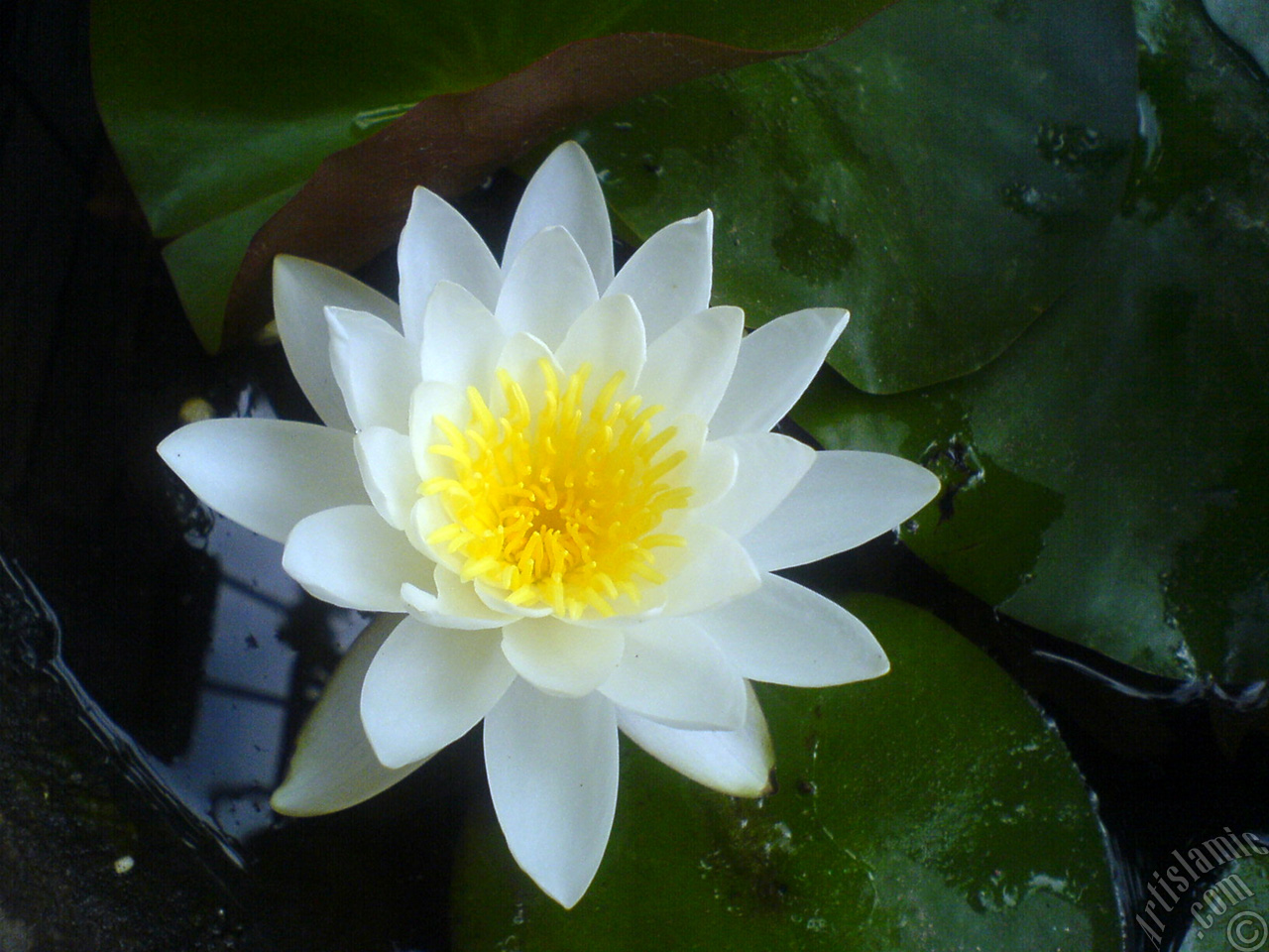 Water Lily flower.
