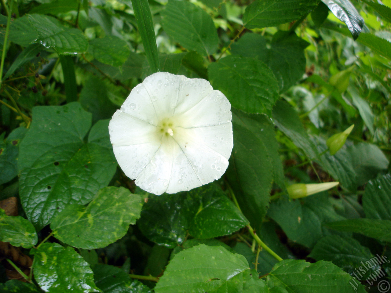 White Morning Glory flower.
