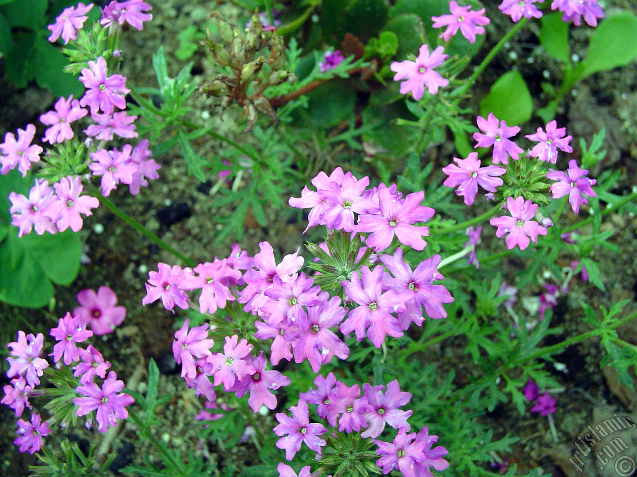 Verbena -Common Vervain- flower.
