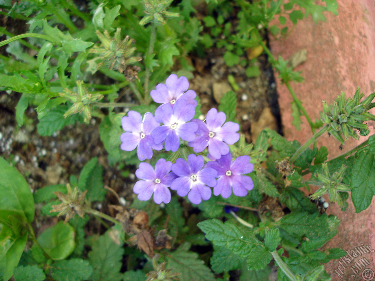 Verbena -Common Vervain- flower.
