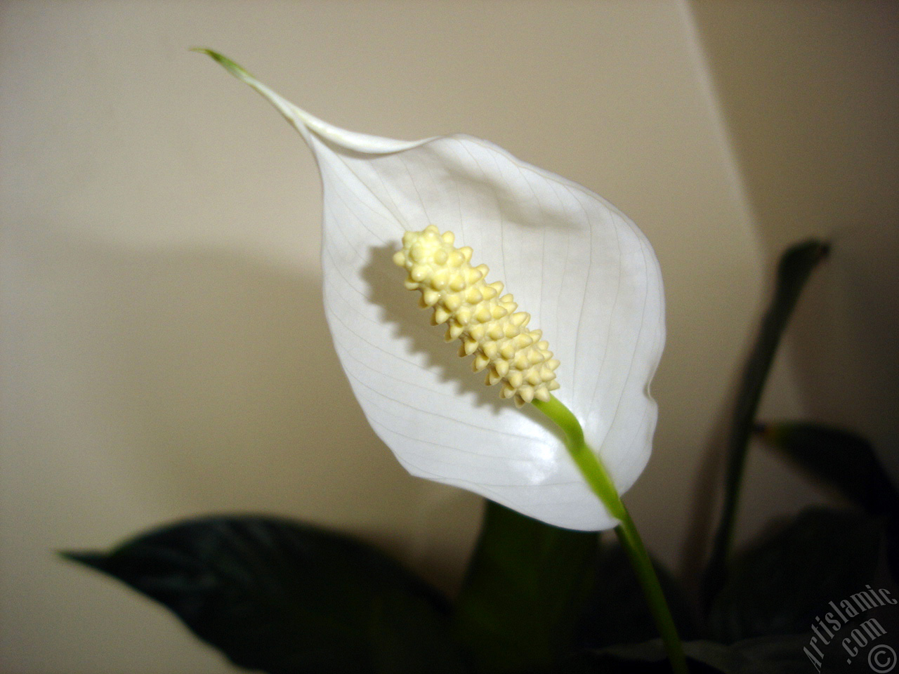 White color Peace Lily -Spath- flower.
