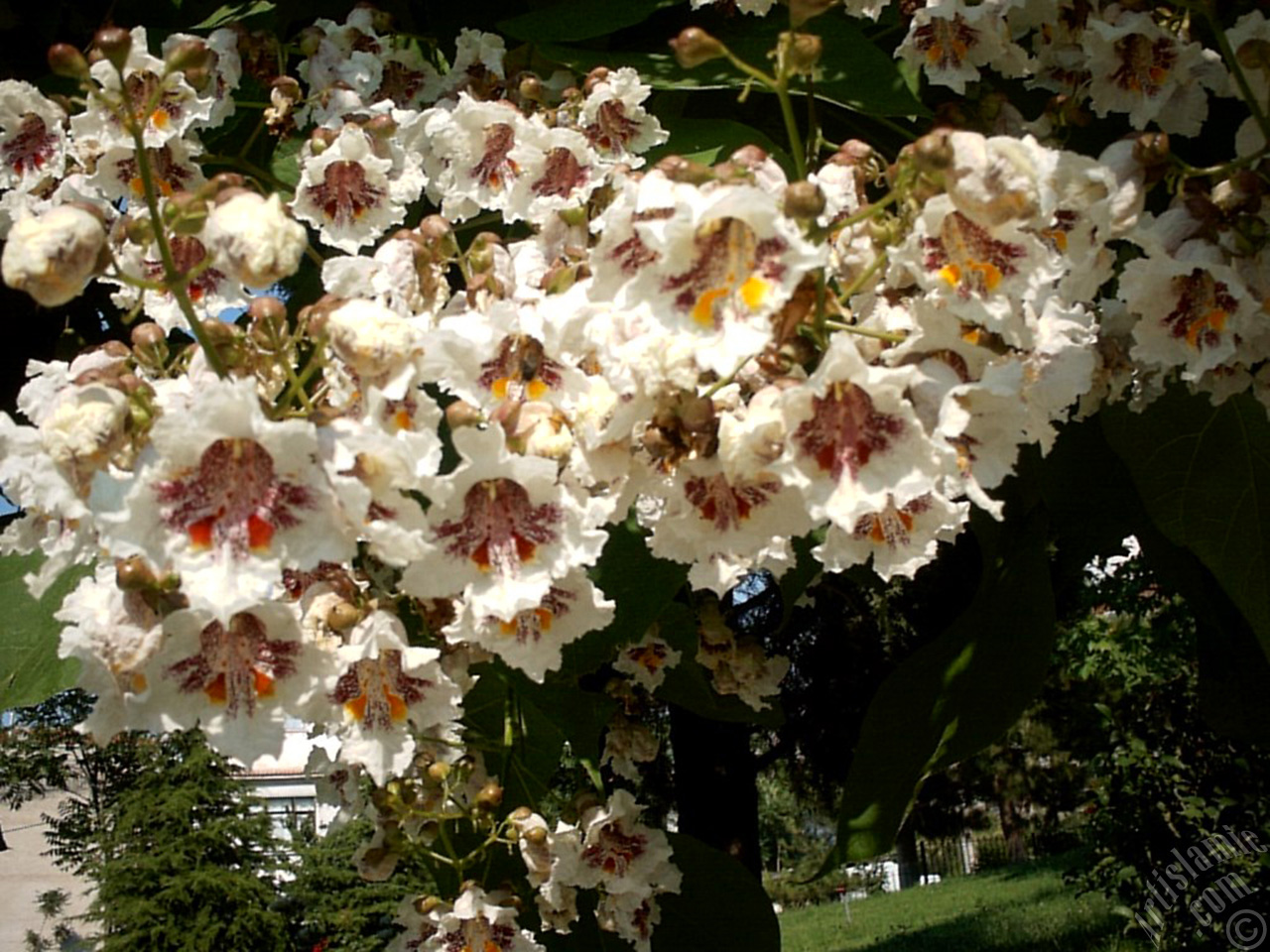 Southern Catalpa -Indian Bean Tree- flower.
