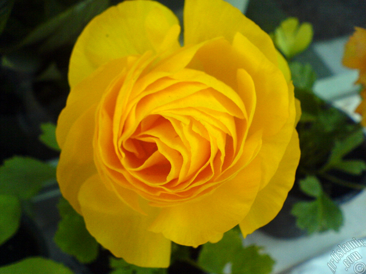 A yellow flower in the pot.
