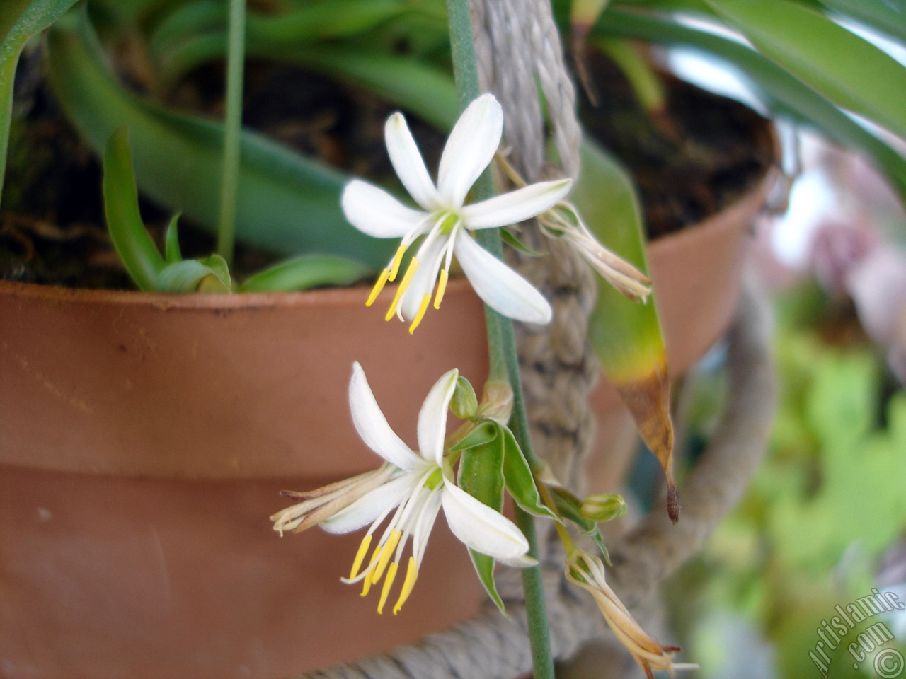 A plant with tiny white flowers looks like mini lilies.
