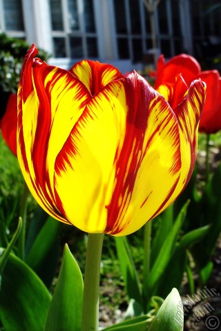 A mobile wallpaper and MMS picture for Apple iPhone 7s, 6s, 5s, 4s, Plus, iPods, iPads, New iPads, Samsung Galaxy S Series and Notes, Sony Ericsson Xperia, LG Mobile Phones, Tablets and Devices: Red-yellow color Turkish-Ottoman Tulip photo.
