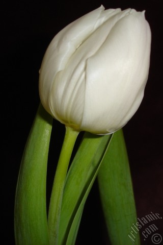 A mobile wallpaper and MMS picture for Apple iPhone 7s, 6s, 5s, 4s, Plus, iPods, iPads, New iPads, Samsung Galaxy S Series and Notes, Sony Ericsson Xperia, LG Mobile Phones, Tablets and Devices: White color Turkish-Ottoman Tulip photo.
